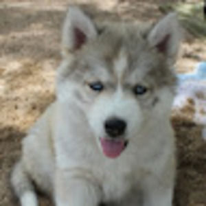 Meet your Posher, Mikey